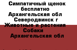 Симпатичный щенок бесплатно - Архангельская обл., Северодвинск г. Животные и растения » Собаки   . Архангельская обл.